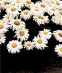 Polaris Shasta Daisy