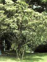 Ligustrum vulgare Common Privet