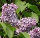 Old fashioned Lilac Syringa vulgaris