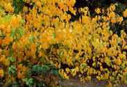 Spicebush Lindera benzoin