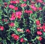 linum rubrum red flax scarlet seed