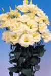 Lisianthus yellow