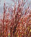 little bluestem grass Schizachyrium scoparium