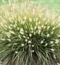 little bunny Dwarf Fountain Grass Pennisetum alopecuroides