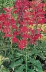 Lobelia cardinalis perennial flower