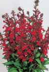 Lobelia cardinalis Fan scarlet