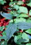 Lobelia inflata perennial flowering tobacco