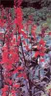Lobelia speciosa Queen Victoria perennial flower
