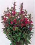 Lobelia cardinalis Fan rose