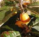 loquat