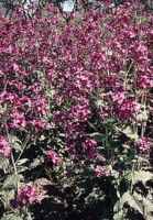 Lunaria annua Money plant purple Satin Flower