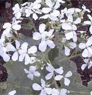 Moonwort white Honesty flower Lunaria