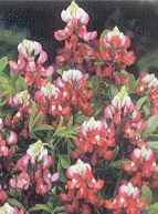 Alamo Fire Bluebonnet Lupinus texensis maroon