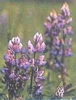 Arroyo Lupine Lupinus succulentus