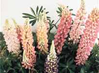 Lupinus polyphyllus Dwarf Mix