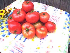 Lutescent Tomatoes