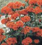 Maltese Cross Jerusalem Cross Scarlet Lightning Lychnis chalcedonica Perennial