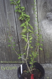 Wolfberry Lycium barbarum Matrimony Vine Duke of Argyle's Tea tree