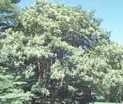 maackia amurensis amur seed plant