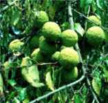 Osage Orange Maclure pomifera tree