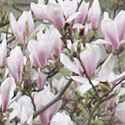 Chinese Magnolia soulangeana