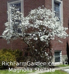 Magnolia Stellata