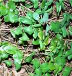 Creeping Mahonia repens