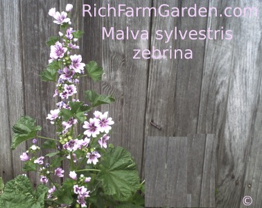 Malva sylvestris zebrina