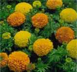 Crackerjack Mixed African
          marigold Tagetes erecta