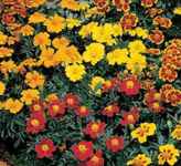 Disco Mix marigold Tagetes
          patula