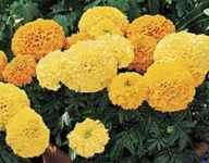 Inca II Series - Tagetes erecta