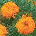 Simba Lions Mane marigold
          Tagetes erecta