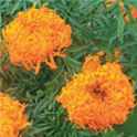 Simba Lions Mane marigold
          Tagetes erecta