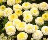 Sweet Cream marigold
          Tagetes erecta