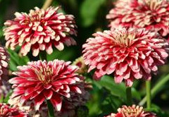 Mazurkia
        Zinnia elegans Annual