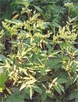 Meadowsweet Filipendula ulmaria