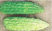 Bitter melon High Moon