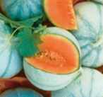 Charentais melon