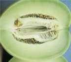 Honeydew Extra Early Nutmeg
        melon