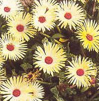 mesembryanthemum criniflorum apricot shimmer seeds and plants