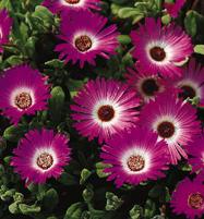 mesembryanthemum criniflorum gellato dark pink