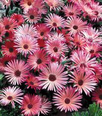 mesembryanthemum criniflorum gellato red