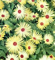 mesembryanthemum criniflorum gellato yellow