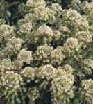 White Mignonette Reseda alba