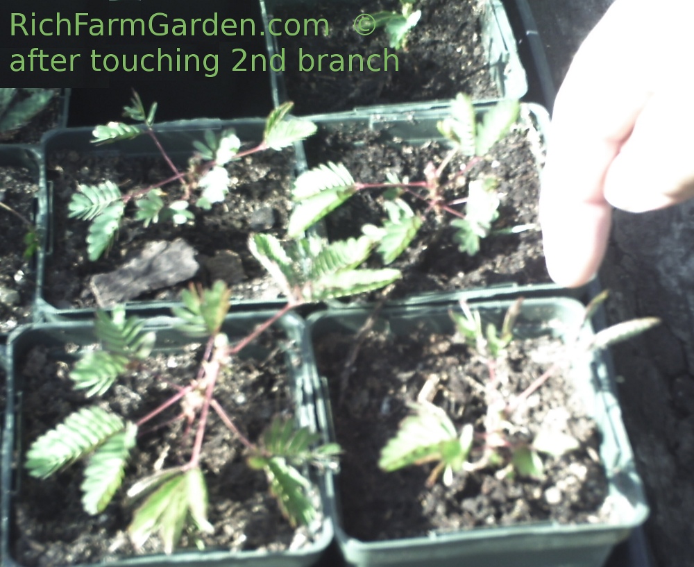 After touching second branch Sensitive Plant - Mimosa pudica