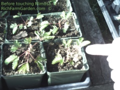 Mimosa before touching