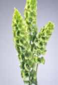 Bells of Ireland moluccella laevis Annual flower