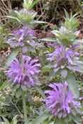 monarda fistulosa bergamot purrple lavender