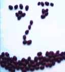 Montezuma Red bean