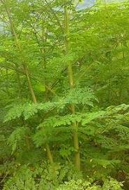 moringa oleifera ben tree horseradish tree seed plant